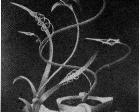 120853328_10215303940465479_3207797304778685726_n