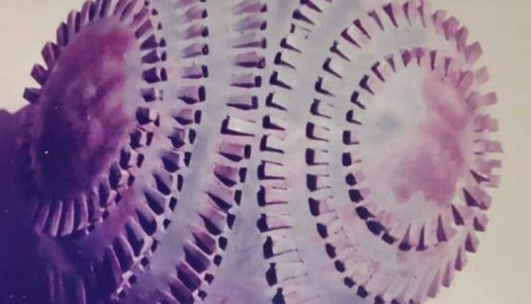 157944101_3875336709233452_1173638522173535826_n