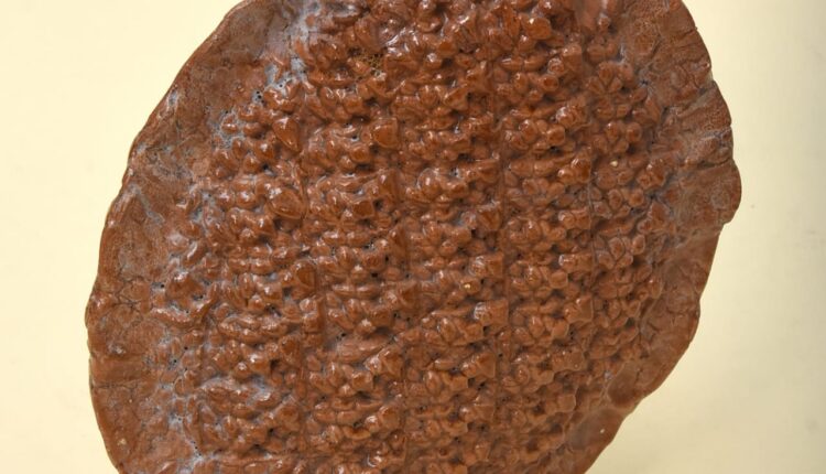 158181473_192991395670695_4039549793781982157_n